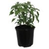Capsicum Annuum Pot Pepper Fajita 150 mm Pot â€” Builders Store SA