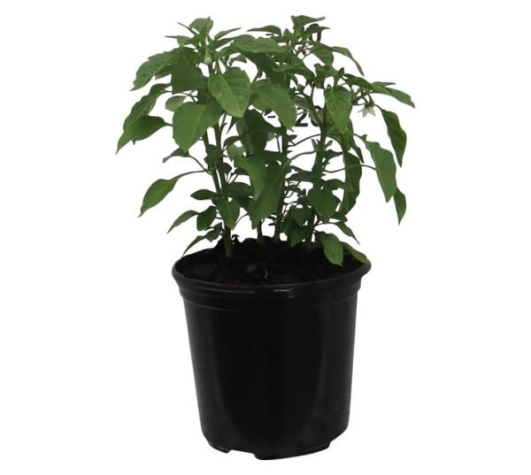 Capsicum Annuum Pot Pepper Fajita 150 mm Pot â€” Builders Store SA