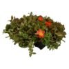 Flora Select 6 x Seedling Portulaca Assorted 185 x 140 x 240 â€” Builders Store SA