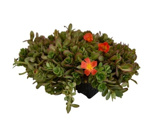 Flora Select 6 x Seedling Portulaca Assorted 185 x 140 x 240 â€” Builders Store SA