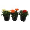 Gazania Assorted 150 mm Pot Gazania Assorted 150 mm Pot — Builders Store SA