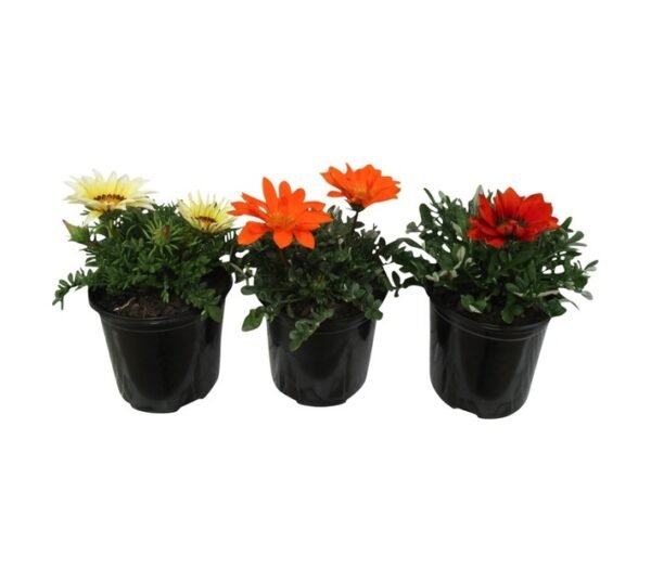 Gazania Assorted 150 mm Pot Gazania Assorted 150 mm Pot — Builders Store SA