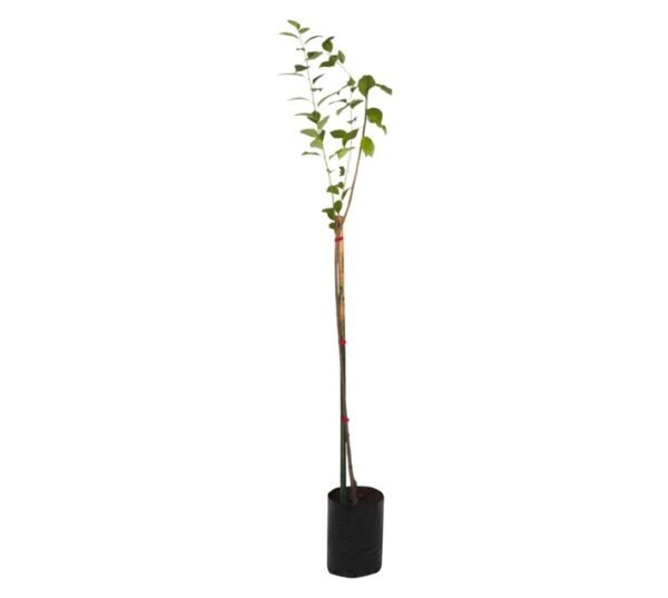 Giving Trees Angeleno Plum Fruit Tree 10 L â€” Builders Store SA