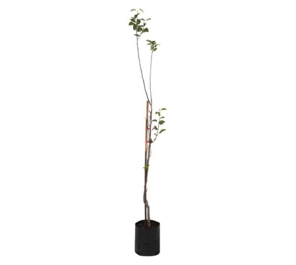 Giving Trees Forelle Pear Fruit Tree 10 L â€” Builders Store SA