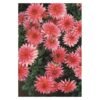 Hadeco Carola Dahlia Border Bulb Pink â€” Builders Store SA