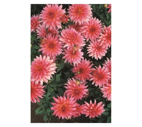 Hadeco Carola Dahlia Border Bulb Pink â€” Builders Store SA