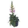 Peebles Plants Foxglove Perennial Plant 170 mm â€” Builders Store SA