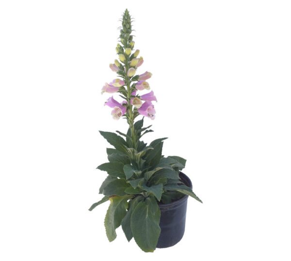 Peebles Plants Foxglove Perennial Plant 170 mm â€” Builders Store SA
