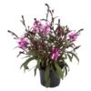 Peebles Plants Gaura Plant 170 mm â€” Builders Store SA