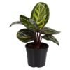 Plantimex Calathea Pot 140 mm â€” Builders Store SA