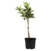 Plantimex Citrus Naartjie Multibranch Potted Plant 190 mm Plantimex Citrus Naartjie Multibranch Potted Plant 190 mm — Builders Store SA