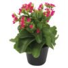 Plantimex Kalanchoe Pot Assorted 120 mm Plantimex Kalanchoe Pot Assorted 120 mm — Builders Store SA