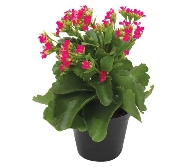 Plantimex Kalanchoe Pot Assorted 120 mm Plantimex Kalanchoe Pot Assorted 120 mm — Builders Store SA