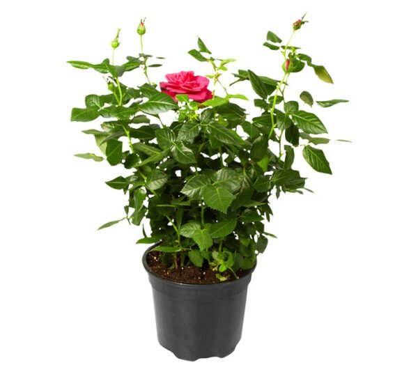 Plantimex Rose Bush Patio Pot 165 mm Plantimex Rose Bush Patio Pot 165 mm — Builders Store SA