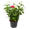 Plantimex Rose Bush Patio Pot 165 mm Plantimex Rose Bush Patio Pot 165 mm — Builders Store SA