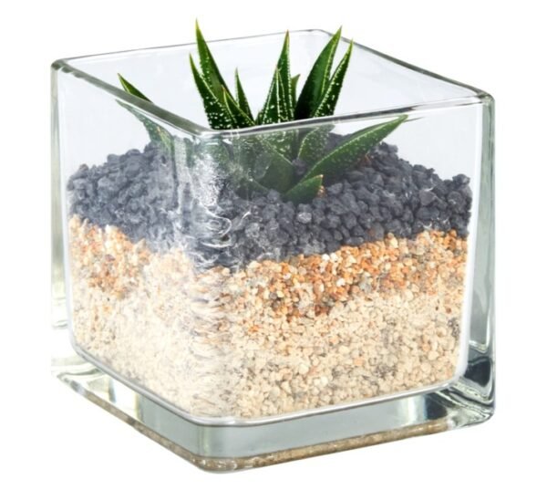 Small Succulent Terrarium Glass Cube 90 x 90 x 90 mm Small Succulent Terrarium Glass Cube 90 x 90 x 90 mm — Builders Store SA