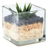 Small Succulent Terrarium Glass Cube 90 x 90 x 90 mm Small Succulent Terrarium Glass Cube 90 x 90 x 90 mm — Builders Store SA