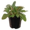 Stachys Lanata 150 mm Pot â€” Builders Store SA