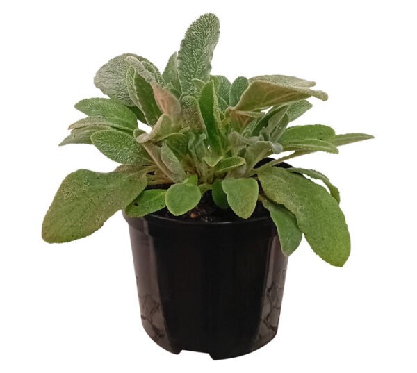 Stachys Lanata 150 mm Pot â€” Builders Store SA