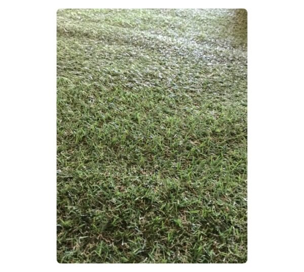 Stefano and Co Jasmine Grass 1500 x 2000 mm Stefano and Co Jasmine Grass 1500 x 2000 mm — Builders Store SA