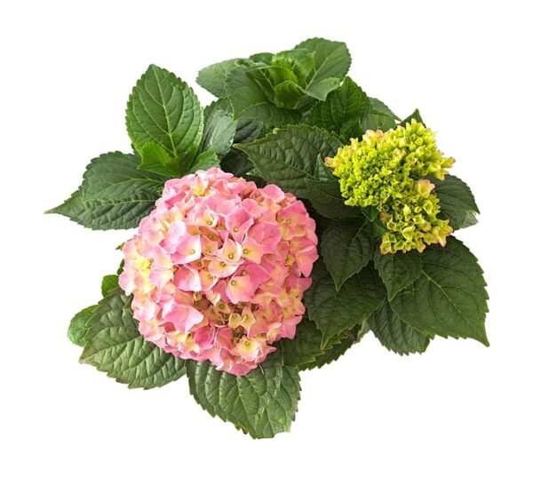 Tuberflora Hydrangea Macrophylla Plant 190 mm Tuberflora Hydrangea Macrophylla Plant 190 mm — Builders Store SA