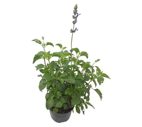 Tuberflora Salvia Mystic Spires Plant 170 mm Tuberflora Salvia Mystic Spires Plant 170 mm — Builders Store SA