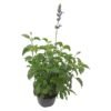 Tuberflora Salvia Mystic Spires Plant 170 mm Tuberflora Salvia Mystic Spires Plant 170 mm — Builders Store SA