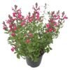 Tuberflora Salvia Plant 150 mm â€” Builders Store SA