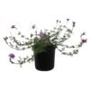 Verbena Assorted 150 mm Pot Verbena Assorted 150 mm Pot — Builders Store SA