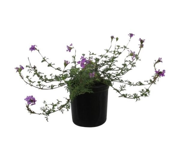 Verbena Assorted 150 mm Pot Verbena Assorted 150 mm Pot — Builders Store SA